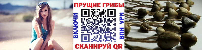 Псилоцибиновые грибы Psilocybe Кирс